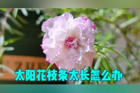 太阳花枝条太长，别做傻事，小心赏花时间缩短视频封面