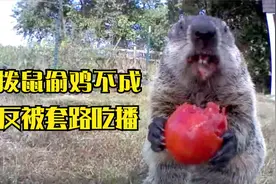 土拨鼠到家中偷吃，男人却摆个摄像头，让土拨鼠做吃播视频封面