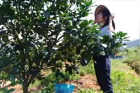 大山里的小孩满山跑，自己上山捡果子换钱，80后的深刻记忆视频封面