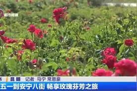 五一到安宁八街 畅享玫瑰芬芳之旅视频封面