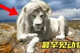 7只最独特的狮子，通体白色眼睛发蓝，人家才不是得了白化病！视频封面