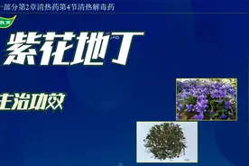 中药-紫花地丁的主治功效【2022执业药师】@抖音视频封面
