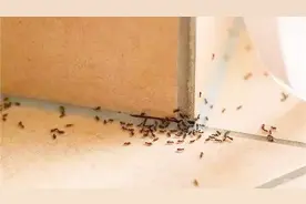 家里有蚂蚁别着急，一个小方法，不用开水不用烫，蚂蚁全部灭光光视频封面