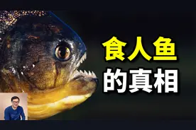 这不是谣言，食人鱼真的会吃人！但有些真相，你可能并不知道！视频封面