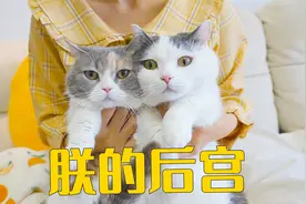 养5只猫朕想雨露均沾好难视频封面