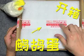 开箱：“鹧鸪蛋”，这些蛋看着有点大，要多久才能孵化出来呢？视频封面