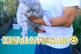美短很可爱，可想要去抱它有时却会惹恼它，美短为什么不喜欢人抱