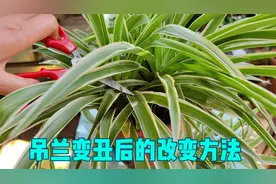 吊兰长得丑，这里剪一剪，焕然一新视频封面
