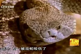 王刚讲故事：被毒蛇咬伤该如何处理？蛇科专家教你实用保命技巧视频封面