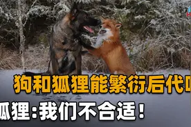 狗和狐狸能繁衍后代吗？狐狸：我比你大一千万岁，不适合配对！视频封面
