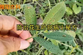 花生叶斑病防治小秘方，用这个配方喷3遍，防病、治病又增产视频封面