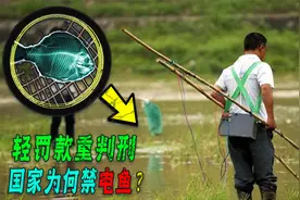 明明坐牢加罚款百万，为啥电鱼屡禁不止？电鱼危害到底有多大？