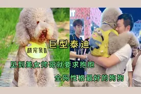 巨型泰迪：站起来和人一样高，性格却非常好，小孩都没这么听话的