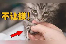 为什么猫咪不喜欢被别人摸爪子？其实里面暗藏着许多秘密