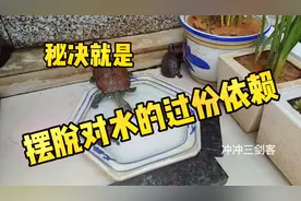 一招教你养出“龟二哈”！看看这样养出来的龟能像狗一样好玩吗？