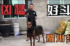 凶猛霸气的耀州红猎犬,智商高还护主，看见护院数第一，了解下吧视频封面
