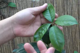 桂花促生长，试试这个肥，可以改善土壤不板结视频封面