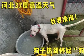河北持续高温天气，狗子热到怀疑“狗生”，洗澡降温效果绝了！视频封面