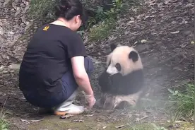 熊猫宝宝求奶妈帮忙洗澡，被奶妈拒绝后，小团子的反应太可爱了视频封面