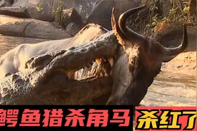 凶残的鳄鱼捕杀角马，直接锁喉拖入深水——鳄鱼活撕角马现场视频封面