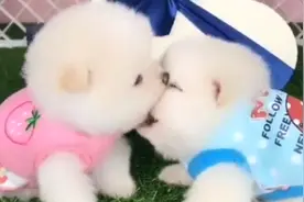 两只博美犬光天化日之下，居然开启接吻教学，网友：亲够了没？