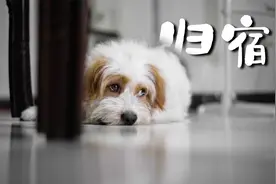 [短片]一条流浪狗的宿命