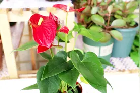 红掌花朵变成了绿色，原来是缺了“它”