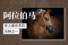 阿拉伯马——世上最名贵的马种之一