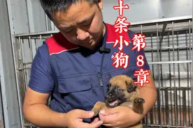 喂养幼犬应该注意什么？训犬师全程记录十条小狗的成长，不要错过视频封面