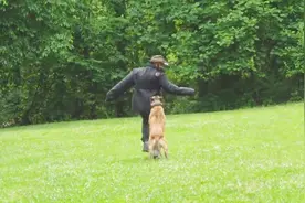 要是被狗追的时候千万别慌，只用这招就能化解，小时候尝试过吗？视频封面