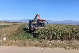 农民种地有多难，一亩地300多，又是白种的一年，辛苦几个月白干视频封面