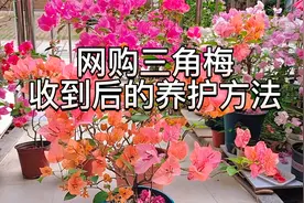 详细讲解网购三角梅收到后的管理方法，包括缓苗、盆土配制和换盆视频封面