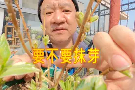 绣球花一个枝条长了好多芽，新手用不用抹掉一部分？视频封面