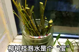 农村常见的柳树枝泡水，好多人不知它是宝？看完视频涨知识了