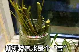 农村常见的柳树枝泡水，好多人不知它是宝？看完视频涨知识了视频封面