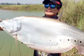 用一排海竿挂活饵，库钓巨大淡水鱼，观赏级七星刀鱼！