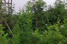 嫁接月季树的最好砧木，强笋长得两米高，及时给它做好这些工作视频封面