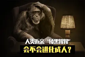 黑猩猩60毫秒记9个数，碾压人类，智商排动物第一！会进化成人？视频封面