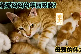 流浪猫妈从最开始过着乞讨的苦日子转变为幸福的猫身赢家的经历！视频封面