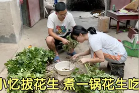 静静家收花生了吗？小忆拔一袋花生煮着吃，怀孕的静静能食补了视频封面