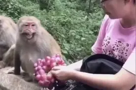 腼腆的猴子看到葡萄想吃 又不好意思吃 结果最后啥也没吃到