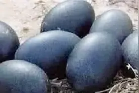 世界上的动物有多神奇，全黑的鸡连下的鸡蛋都是黑的？视频封面