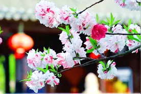 五音疗疾丨养肝音乐《人间第一情》悠扬悦耳，调整情绪，疏肝解郁