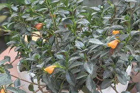 养金枝玉叶，给足这类“开花元素”，花儿开满盆视频封面