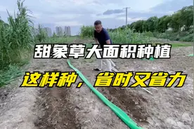 甜象草大面积种植，这样种一亩成本不到200元，产量高，省时省力视频封面