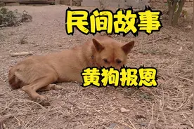 老人口述故事：黄狗报恩「民间故事」视频封面