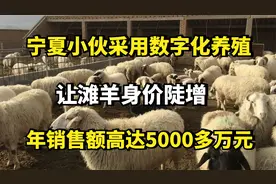 宁夏小伙采用数字化养殖，让滩羊身价陡增，年销售额高达5000万元视频封面