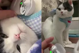 肚皮变音响！猫咪误食无线耳机 主人：这是吃的第三个了