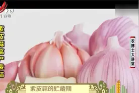 白皮蒜两三个月就会发芽，紫皮蒜却能贮存半年，它都有什么特点呢视频封面