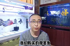 观赏鱼入缸初期就精神不振，建议静养或者隔离，不要先去下药治疗视频封面